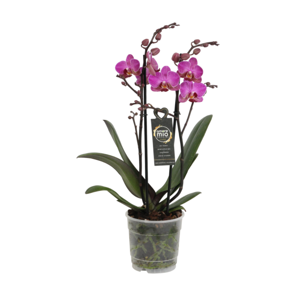 Perceval 9 Orchidee-kopen.nl