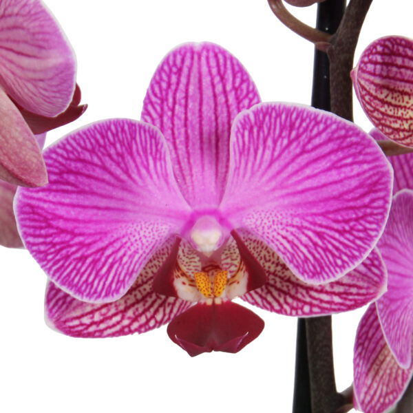 Perceval 10 Orchidee-kopen.nl