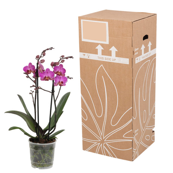 Perceval 12 Orchidee-kopen.nl