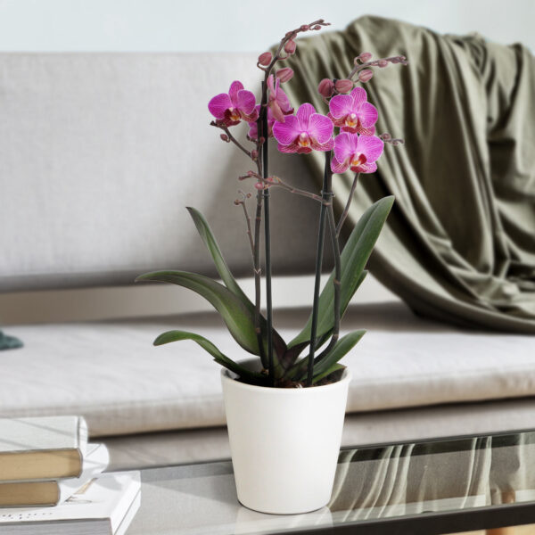 Perceval 13 Orchidee-kopen.nl