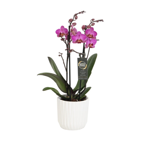 Perceval met White Ceramic 2 5 Orchidee-kopen.nl