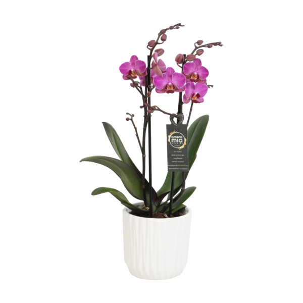 Perceval met White Ceramic 2 7 Orchidee-kopen.nl