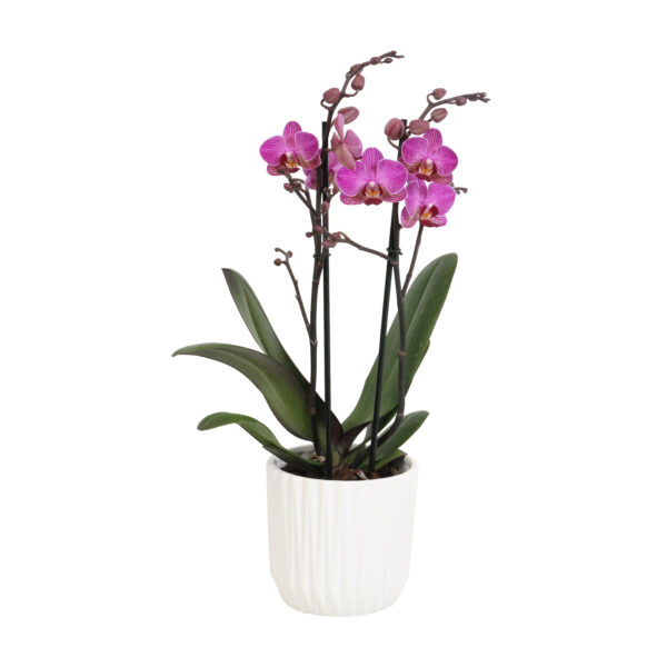 Perceval met White Ceramic 2 8 Orchidee-kopen.nl