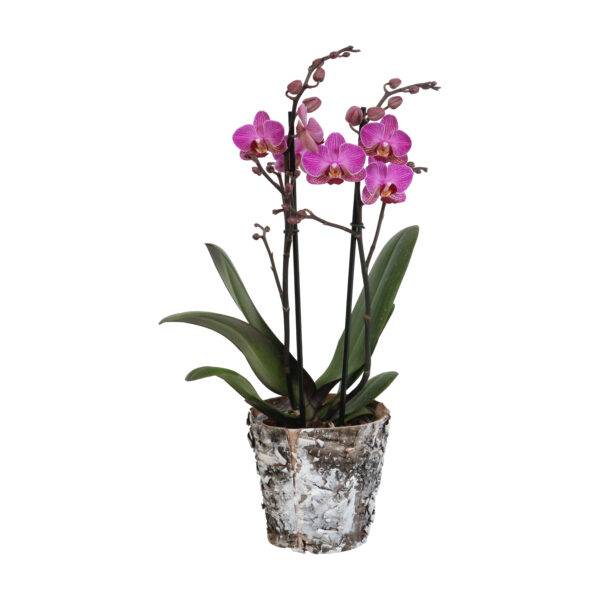 Perceval met Wooden pot 8 Orchidee-kopen.nl