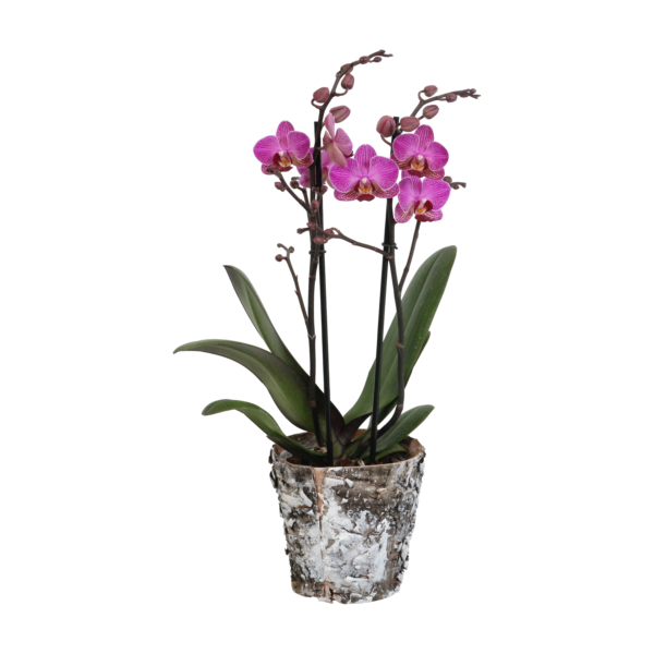 Perceval met Wooden pot 9 Orchidee-kopen.nl
