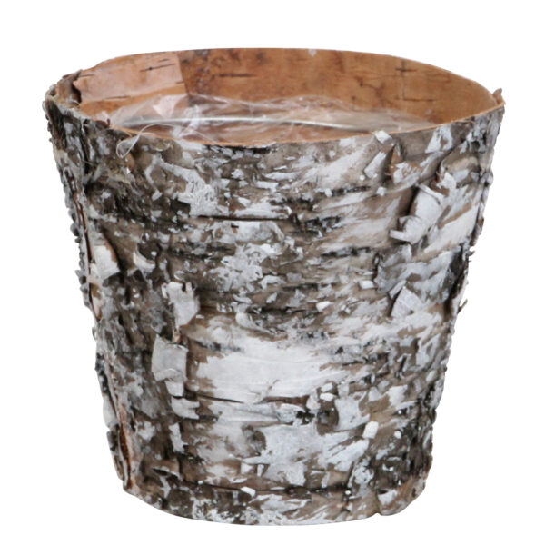 Perceval met Wooden pot 10 Orchidee-kopen.nl