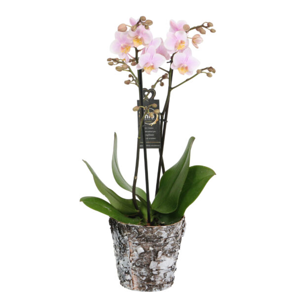 Amaglad met Wooden pot 5 Orchidee-kopen.nl