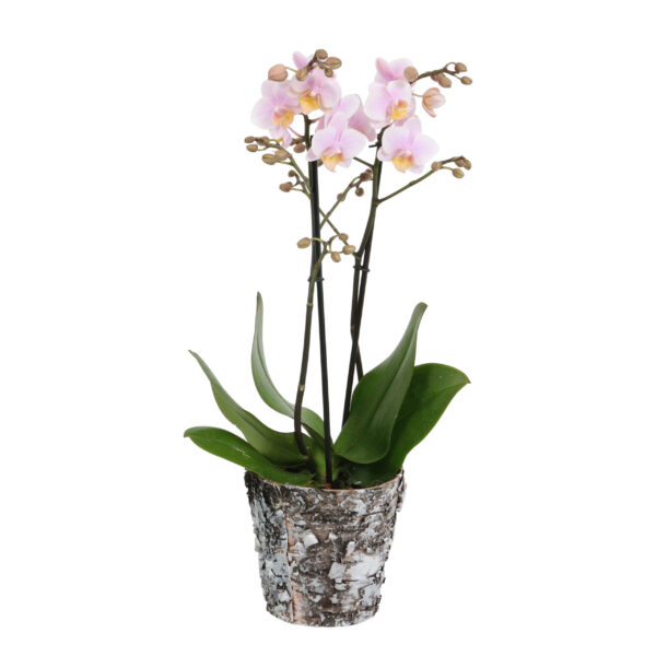 Amaglad met Wooden pot 8 Orchidee-kopen.nl