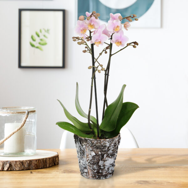 Amaglad met Wooden pot 10 Orchidee-kopen.nl