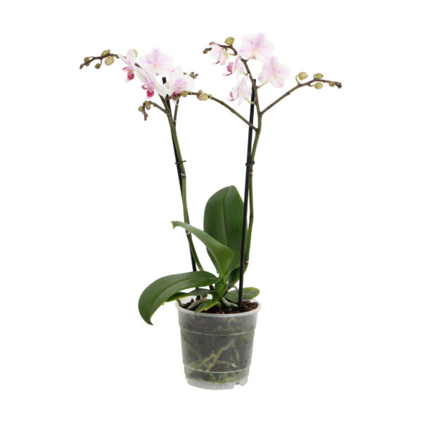 Pico Sweet heart 5 Orchidee-kopen.nl