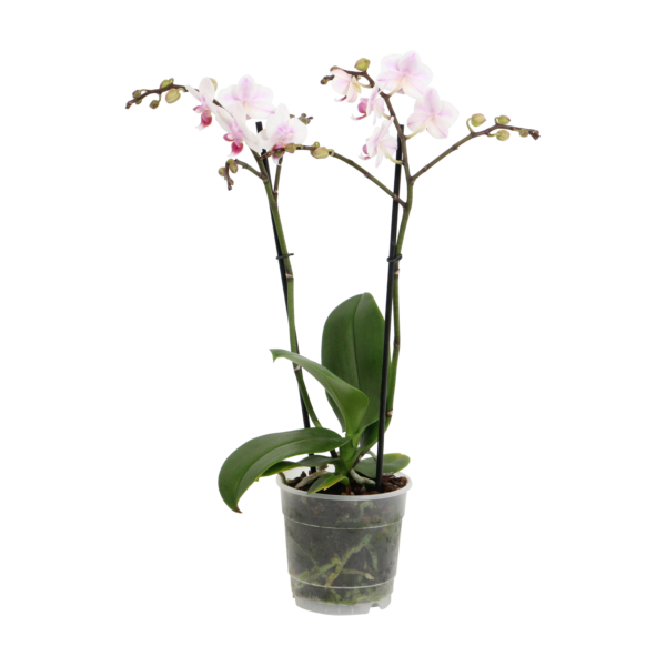 Pico Sweet heart 7 Orchidee-kopen.nl