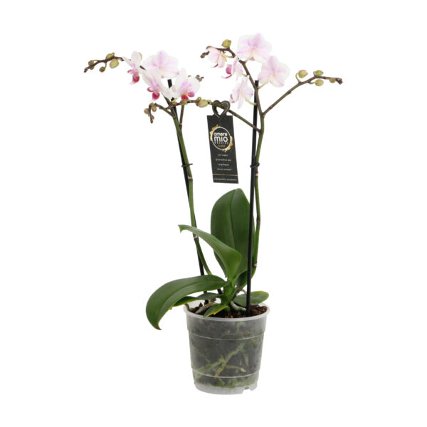 Pico Sweet heart 8 Orchidee-kopen.nl