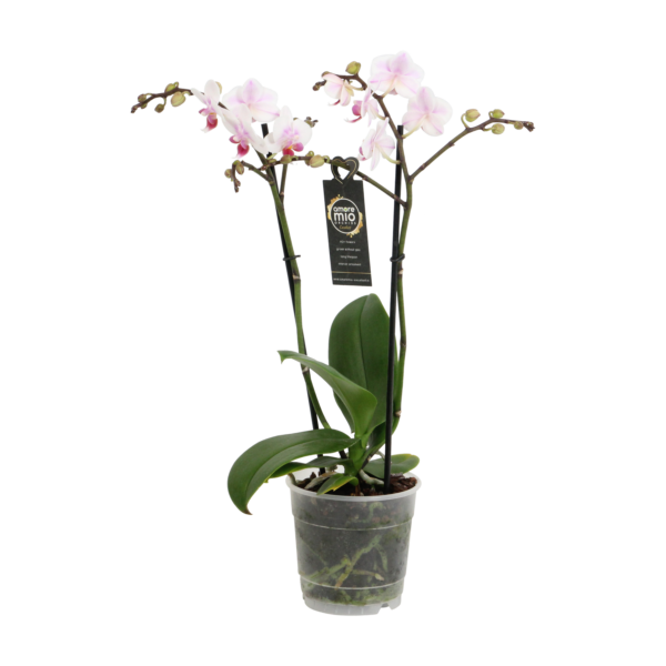 Pico Sweet heart 9 Orchidee-kopen.nl