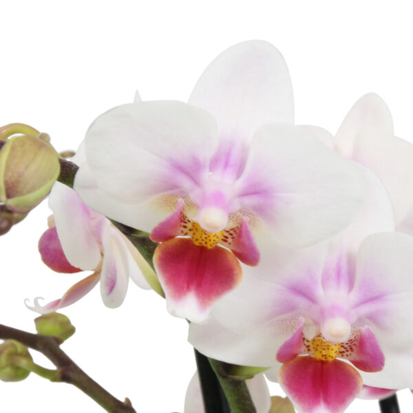 Pico Sweet heart 10 Orchidee-kopen.nl