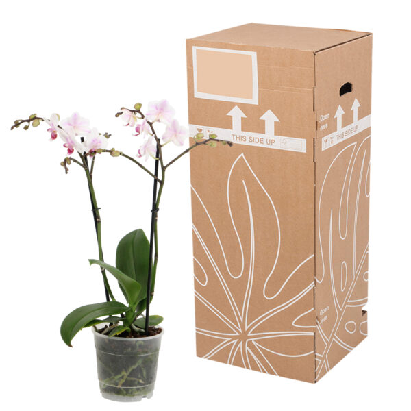 Pico Sweet heart 12 Orchidee-kopen.nl