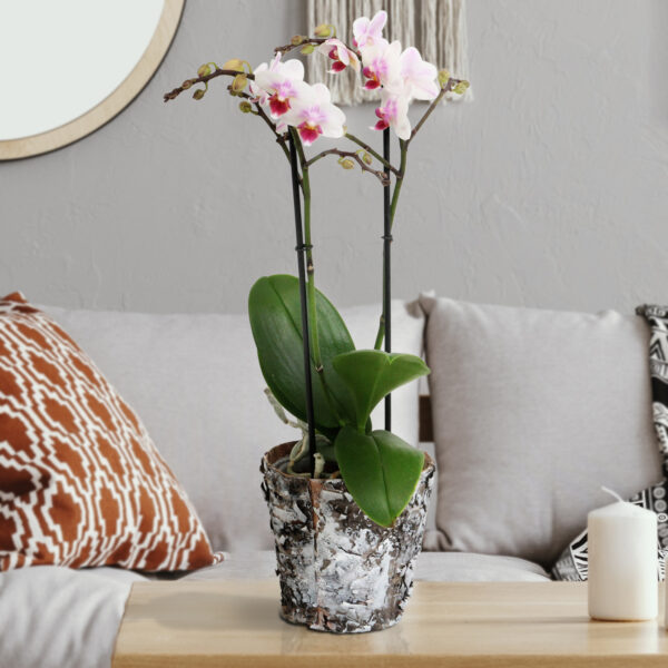 Pico Sweet heart 13 Orchidee-kopen.nl