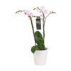 Pico Sweet heart met White Ceramic 1 1 Orchidee-kopen.nl