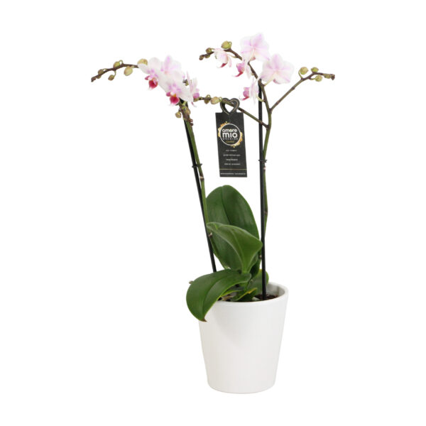 Pico Sweet heart met White Ceramic 1 5 Orchidee-kopen.nl