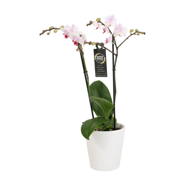 Pico Sweet heart met White Ceramic 1 7 Orchidee-kopen.nl
