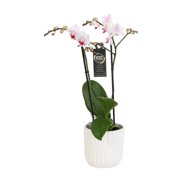 Pico Sweet heart met White Ceramic 1 9 Orchidee-kopen.nl