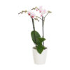 Pico Sweet Heart Met White Ceramic 2 3