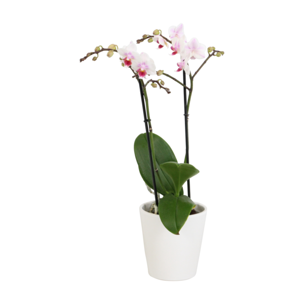 Pico Sweet heart met White Ceramic 2 7 Orchidee-kopen.nl