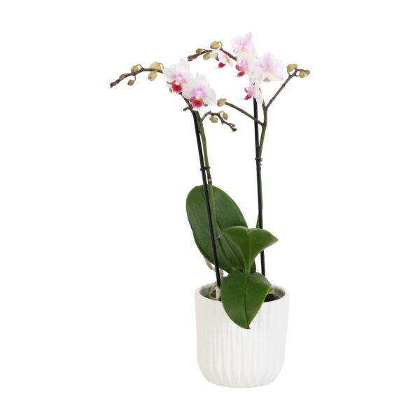 Pico Sweet heart met White Ceramic 2 8 Orchidee-kopen.nl