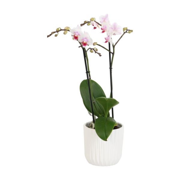 Pico Sweet heart met White Ceramic 2 9 Orchidee-kopen.nl