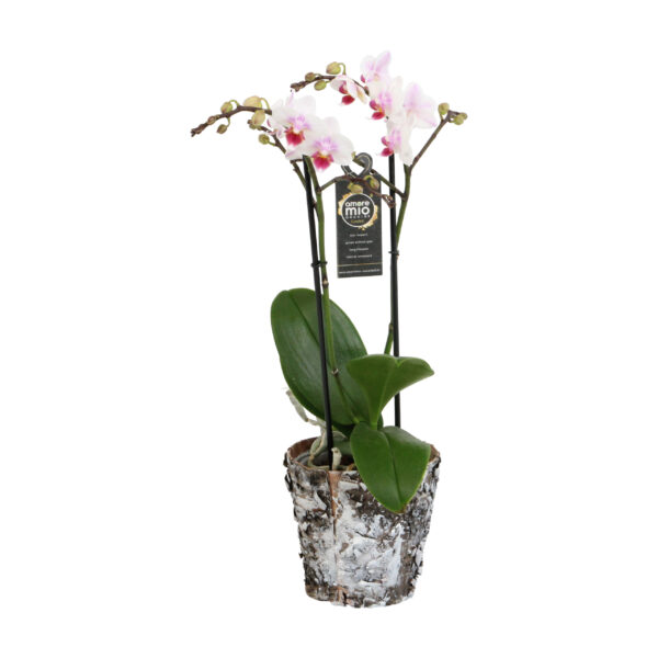 Pico Sweet heart met Wooden pot 5 Orchidee-kopen.nl