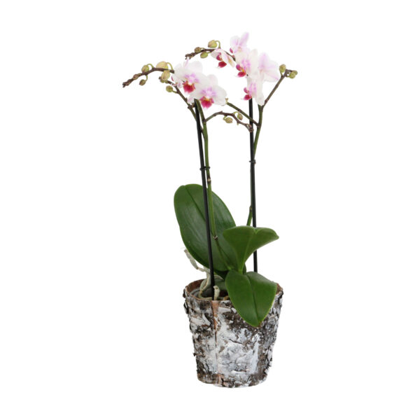 Pico Sweet heart met Wooden pot 8 Orchidee-kopen.nl
