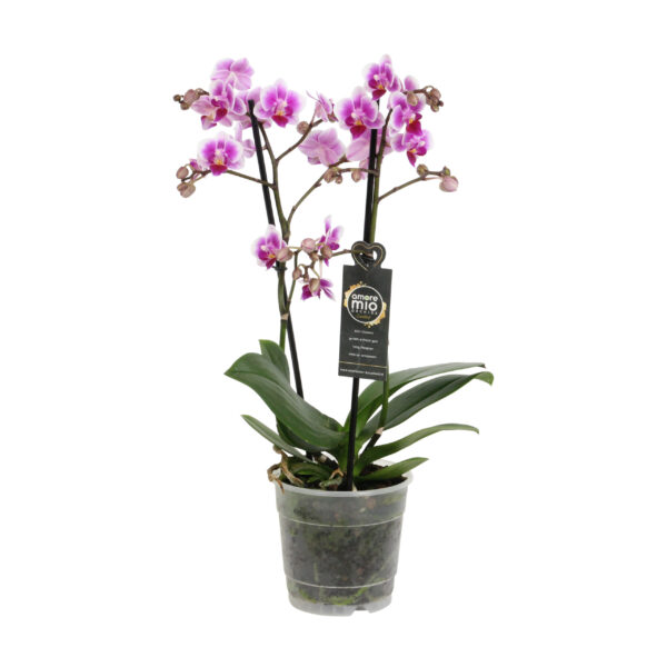 Pixie 5 Orchidee-kopen.nl