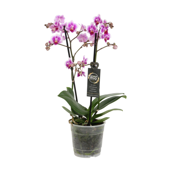 Pixie 7 Orchidee-kopen.nl