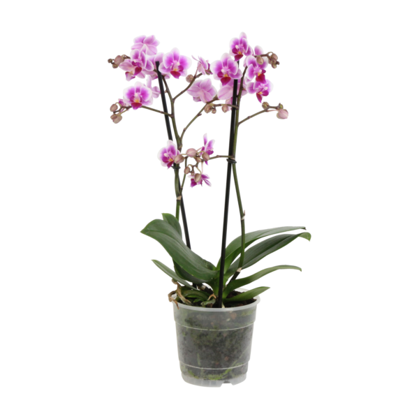 Pixie 9 Orchidee-kopen.nl