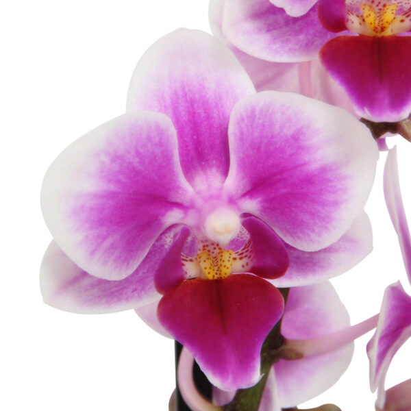 Pixie 10 Orchidee-kopen.nl