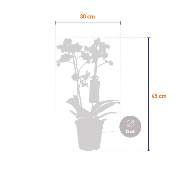 Pixie 11 Orchidee-kopen.nl