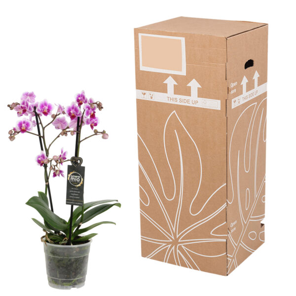 Pixie 12 Orchidee-kopen.nl