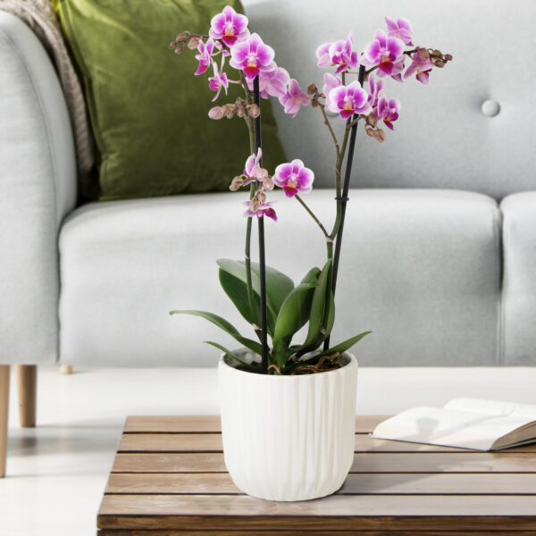Pixie 13 Orchidee-kopen.nl