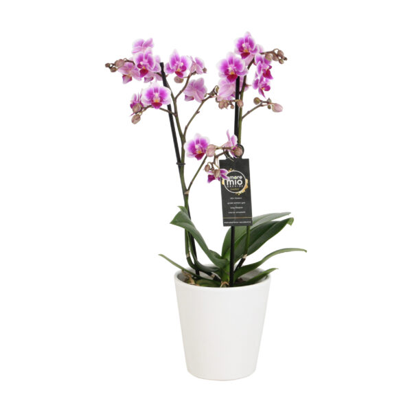 Pixie met White Ceramic 1 5 Orchidee-kopen.nl