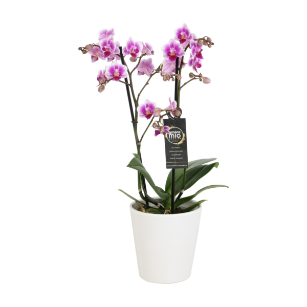 Pixie met White Ceramic 1 7 Orchidee-kopen.nl