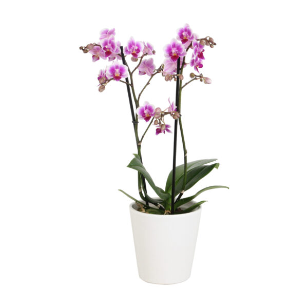 Pixie met White Ceramic 1 8 Orchidee-kopen.nl