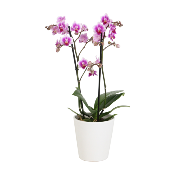 Pixie met White Ceramic 1 9 Orchidee-kopen.nl