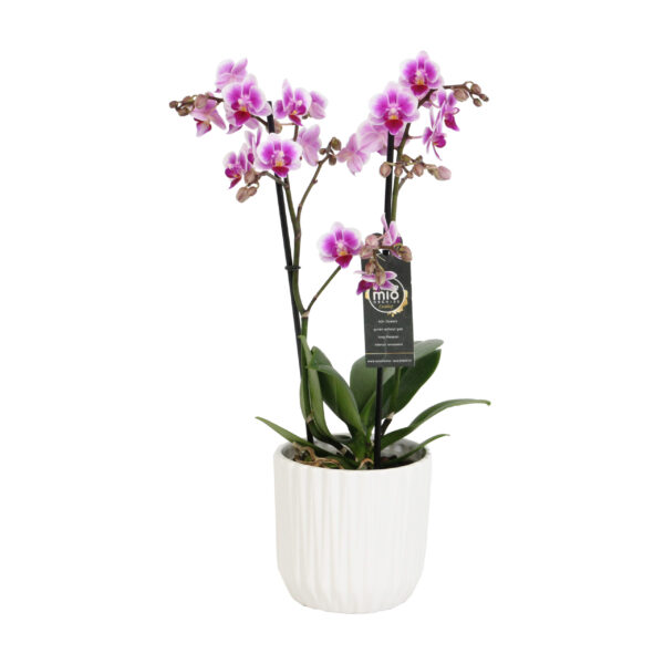 Pixie met White Ceramic 2 5 Orchidee-kopen.nl