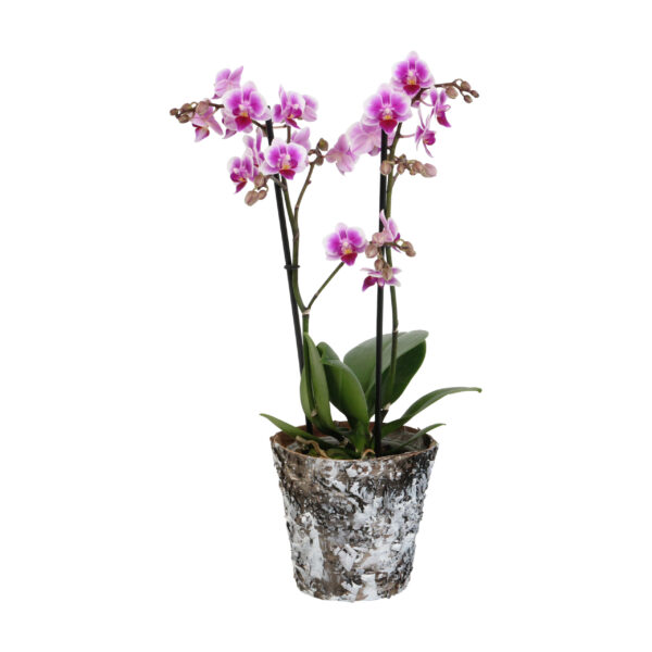 Pixie met Wooden pot 5 Orchidee-kopen.nl