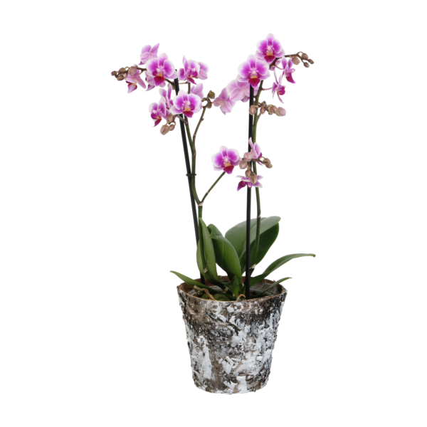 Pixie met Wooden pot 7 Orchidee-kopen.nl