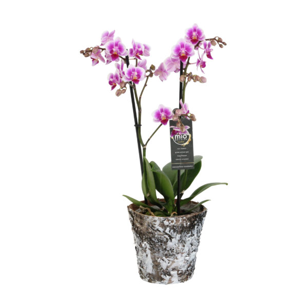 Pixie met Wooden pot 8 Orchidee-kopen.nl