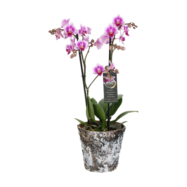 Pixie met Wooden pot 9 Orchidee-kopen.nl