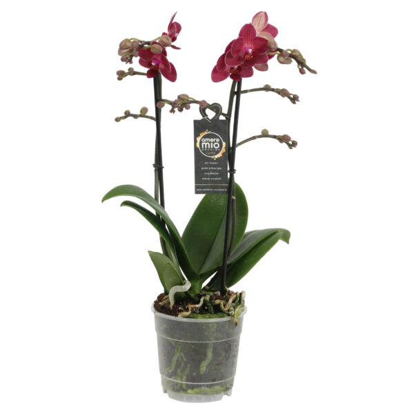 Red Lion 5 Orchidee-kopen.nl