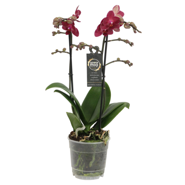 Red Lion 7 Orchidee-kopen.nl