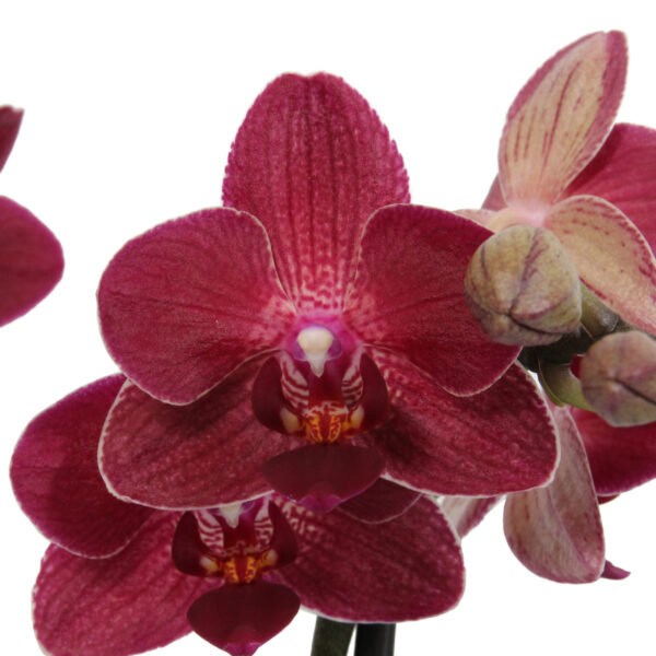 Red Lion 8 Orchidee-kopen.nl