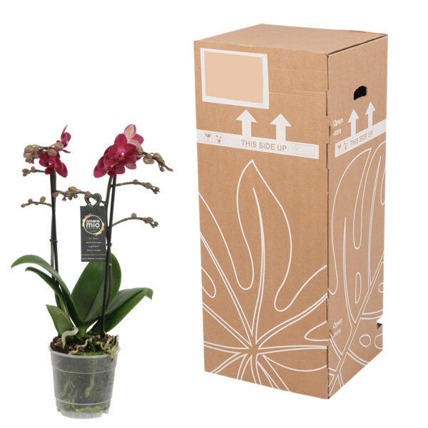 Red Lion 10 Orchidee-kopen.nl